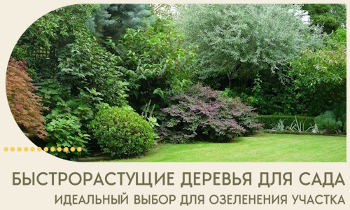 Быстрорастущие деревья для сада идеальный выбор в Пугачёве