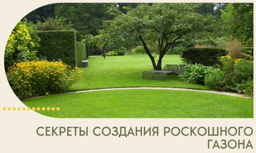 Секреты создания роскошного газона в Пугачёве